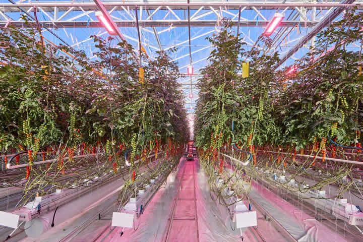 Trial Grodan and Philips Full LED shows high level quality tomato production with up to 40% heat input reduction