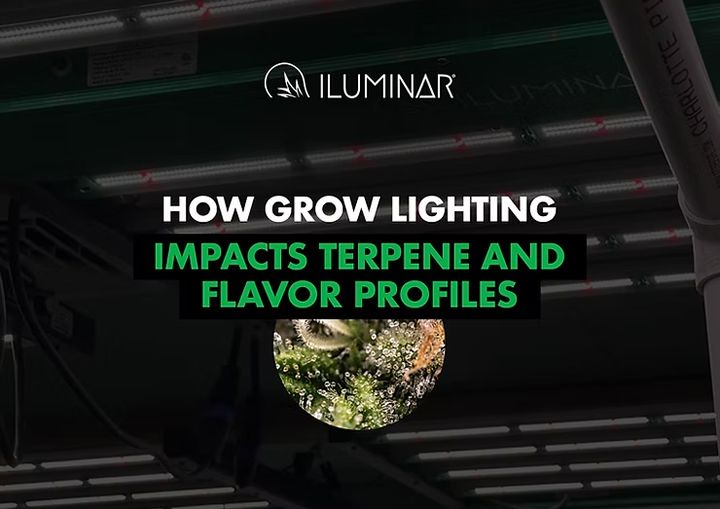 How Grow Lighting Impacts Terpene and Flavor Profiles