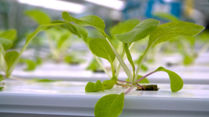 Growing Tomorrow: Reducing Hunger through Controlled Environment Agriculture