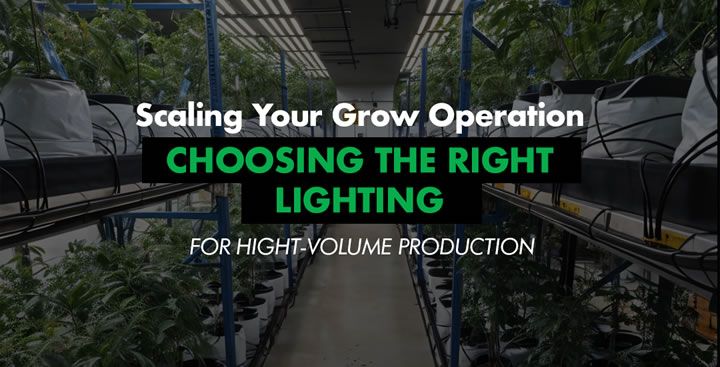 Scaling Your Grow Operation: Choosing the Right Lighting for High-Volume Production