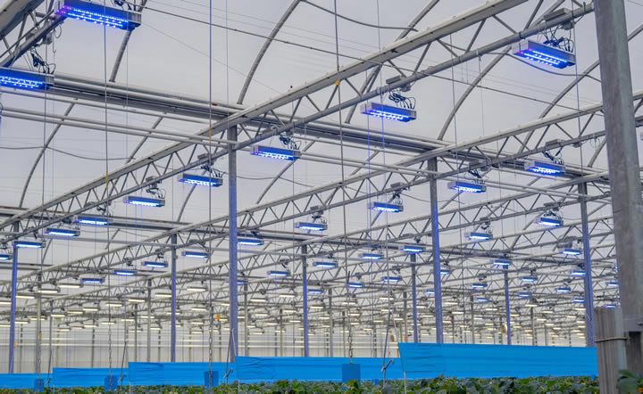 How Supplemental Lighting Contributes to Higher Yields and Profits