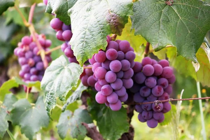 Overcoming Damage With Data | Why Agricultural Monitoring Matters Even More Now 