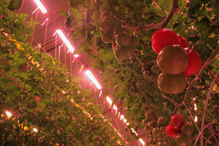 Lighting Innovation at Tomatoworld