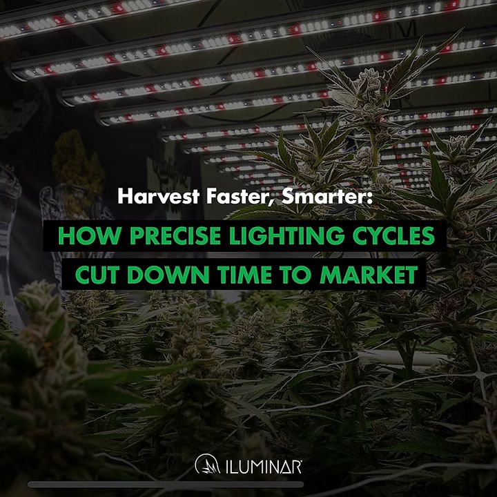 Harvest Faster, Smarter: How Precise Lighting Cycles Cut Down Time to Market