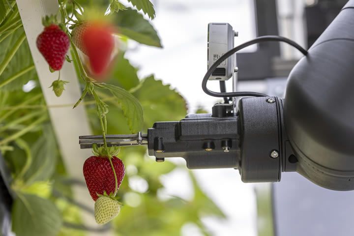 Strawberry Harvesting Robot - Ripe for the Future
