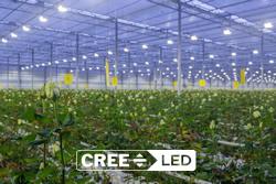 Cree LED J Series® JB3030C E & F Class White LEDs