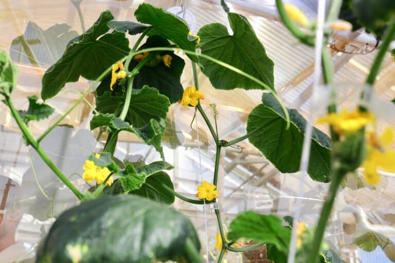 The Harsh Truth About LED Greenhouse Lighting