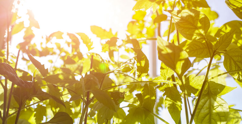 The Power of Red Light in Greenhouse Farming