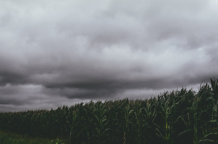 Dark clouds coat the sky above a crop of corn growing in a field.