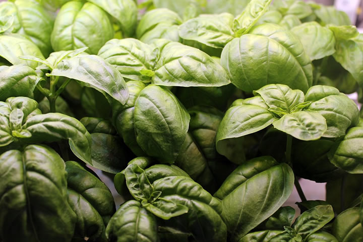 Hydroponic basil grows in a climate controlled container farm.