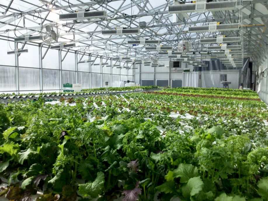 Energy Efficiency research in Ceres Greenhouse- inside greenhouse