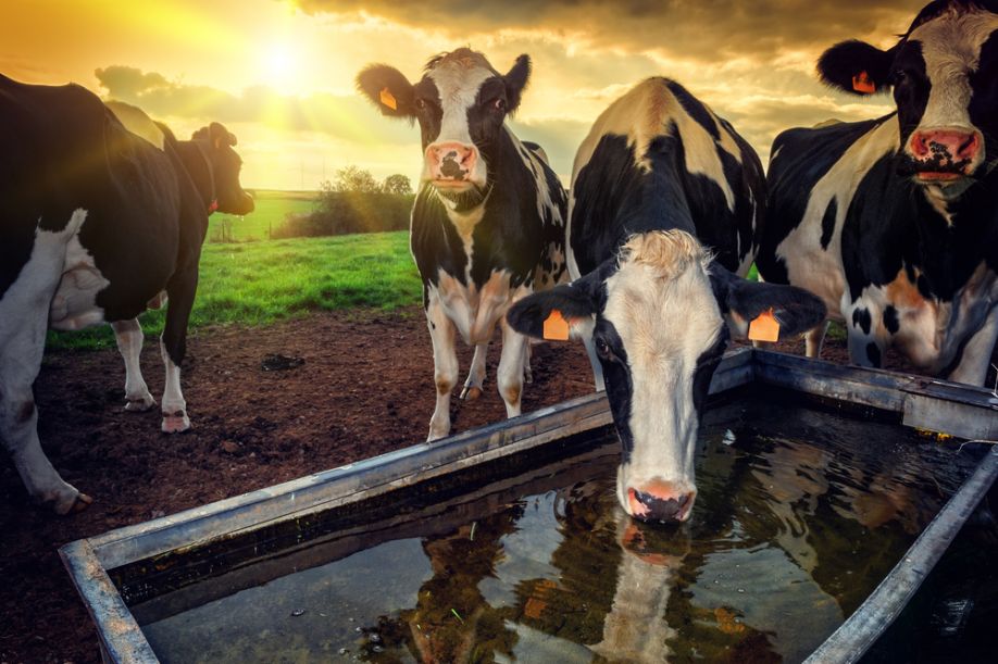 Technology Paving the Way for the Future of Ethical Meat Production |  AgriTechTomorrow