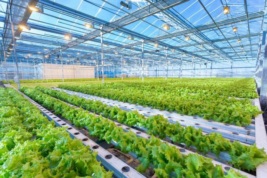 The Key to Thriving Greenhouses: 8 Simple Steps to Commercial Greenhouse Roof Cleaning