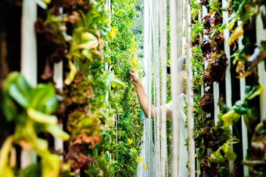 Hammock-Greens-Farming.jpg