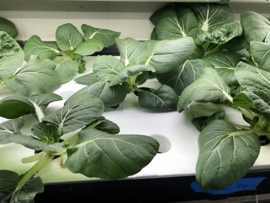 Locally sourced bok choy growing in a deep flow technique (DFT) hydroponic system