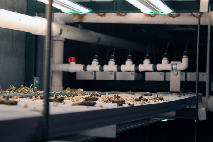 A grow tray in a hydroponic shipping container farm filled with wilted plants.