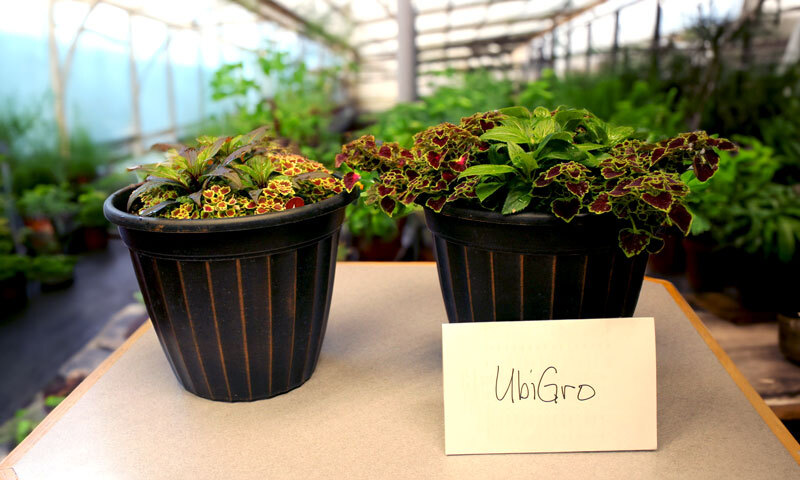 The Power of Red Light in Greenhouse Farming