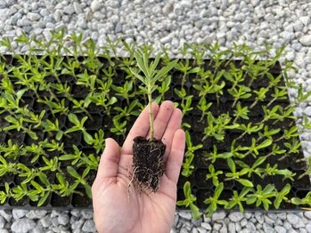 Because the Splenda® Stevia Farm is fully, vertically integrated, Splenda can oversee every step of stevia production, from crop propagation to extraction of sweet glycosides (sugars) from the leaves. Photo Credit: Splenda® Stevia Farm Because the Splenda® Stevia Farm is fully, vertically integrated, Splenda can oversee every step of stevia production, from crop propagation to extraction of sweet glycosides (sugars) from the leaves. Photo Credit: Splenda® Stevia Farm