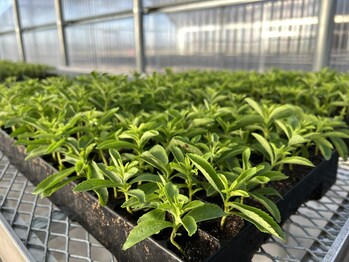 The Splenda® Stevia Farm’s agricultural operations will enable Splenda to domestically produce the best-tasting Splenda Stevia products and other Splenda sweetened foods and beverages. Photo Credit: Splenda® Stevia Farm The Splenda® Stevia Farm’s agricultural operations will enable Splenda to domestically produce the best-tasting Splenda Stevia products and other Splenda sweetened foods and beverages. Photo Credit: Splenda® Stevia Farm
