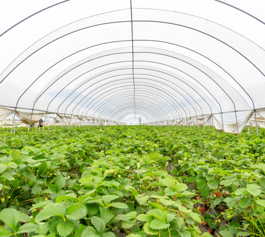 White greenhouse film