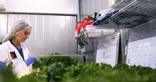 Student harvests lettuce in the Freight Farm
