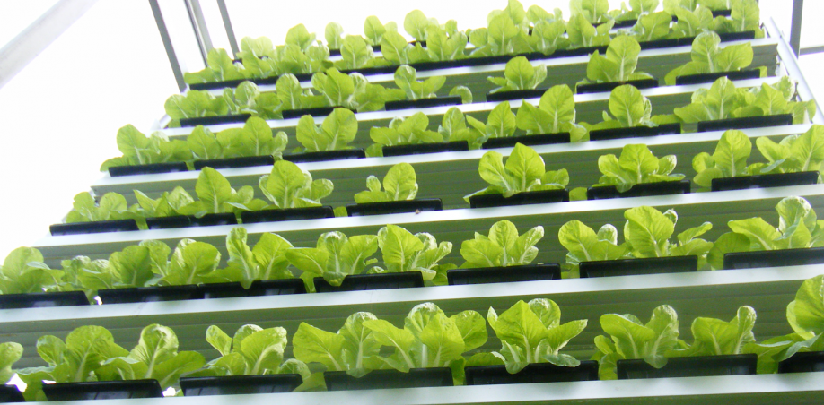 What is Vertical Farming? | AgriTechTomorrow