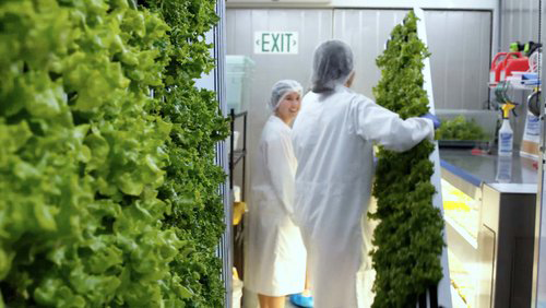 two student collaborate in the campus farm