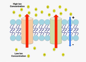 Electrochemical Gradients, Plant Metabolism, and Light Quality