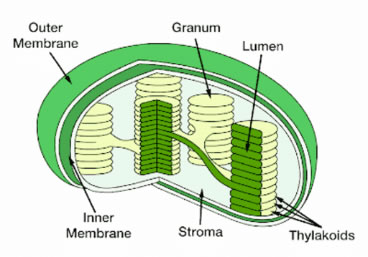 Electrochemical Gradients, Plant Metabolism, and Light Quality