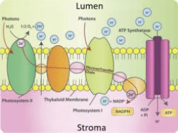 Electrochemical Gradients, Plant Metabolism, and Light Quality