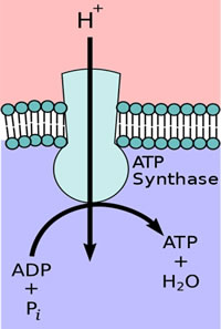 Electrochemical Gradients, Plant Metabolism, and Light Quality