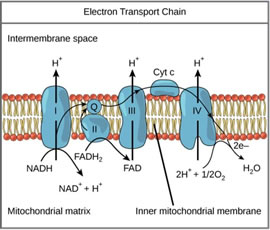Electrochemical Gradients, Plant Metabolism, and Light Quality