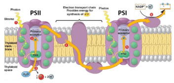 Electrochemical Gradients, Plant Metabolism, and Light Quality